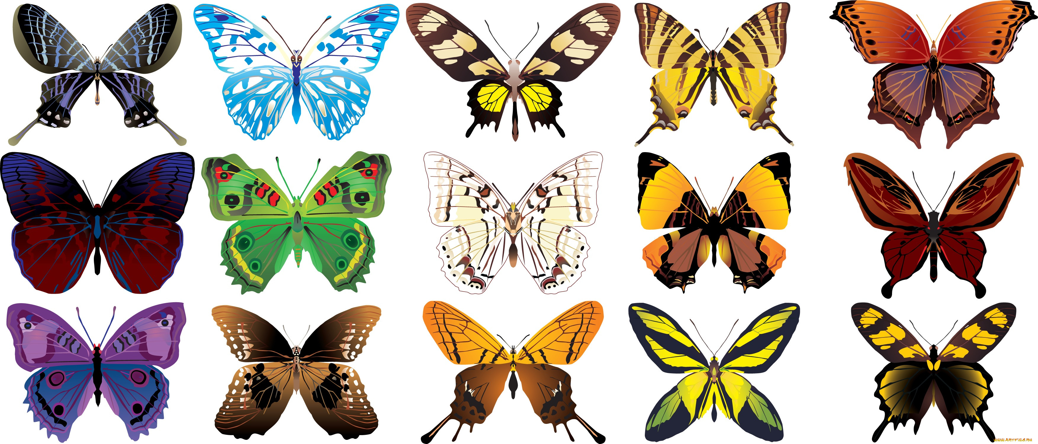 Бабочки на одном листе